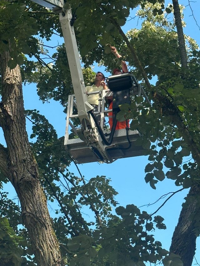 Baumfällung SKF Anlage Linde